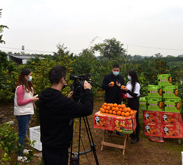 成都双流：30万斤爱媛橙熟了 爱心市民携手助橘农找销路_fororder_微信图片_20211112105421
