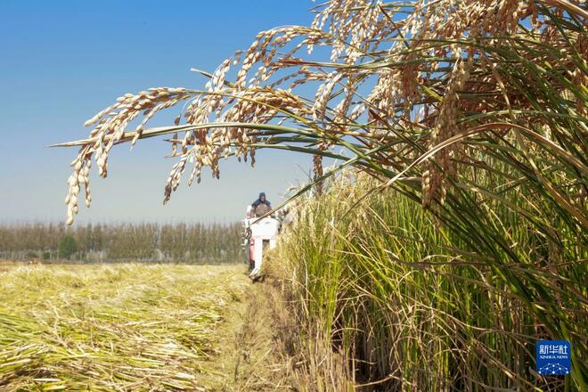 Petani Sibuk Menuai Padi di China_fororder_8b