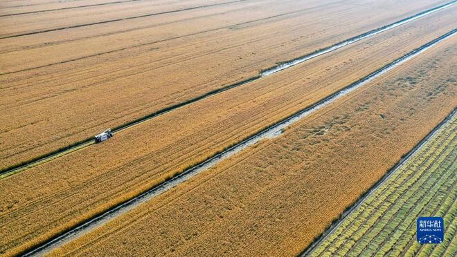 Petani Sibuk Menuai Padi di China_fororder_8a