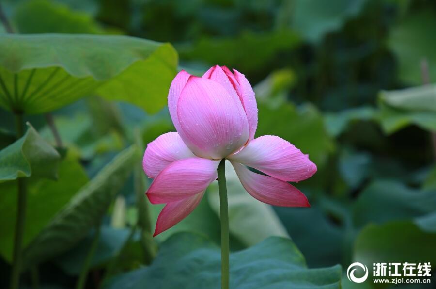 浙江玉环：又到荷花绽放时