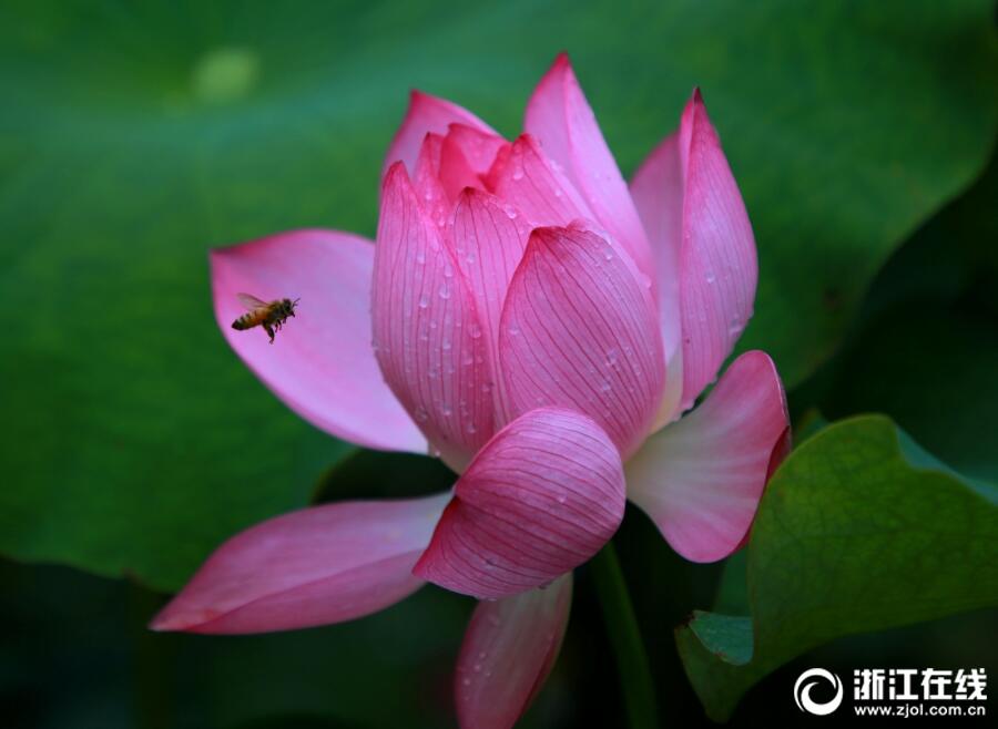 浙江玉环：又到荷花绽放时