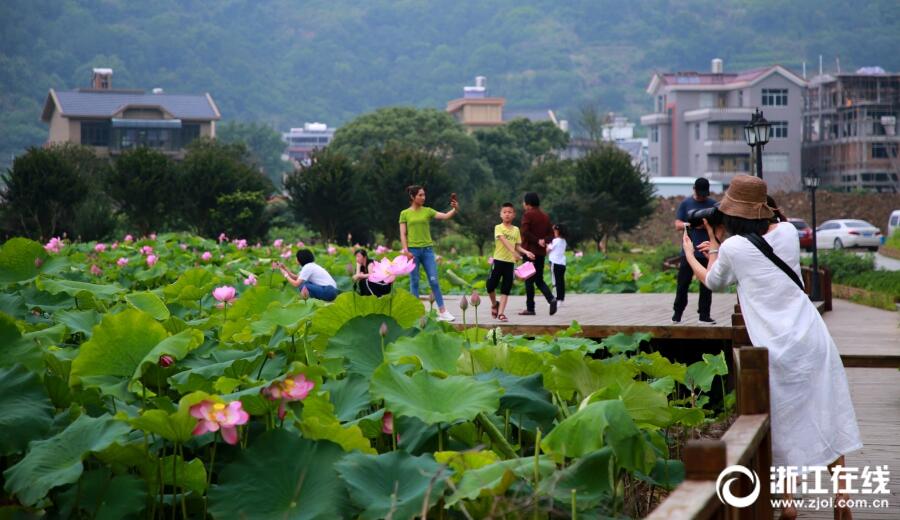 浙江玉环：又到荷花绽放时
