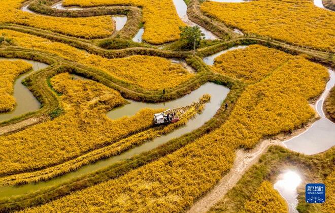 Petani Sibuk Menuai Padi di China_fororder_8c