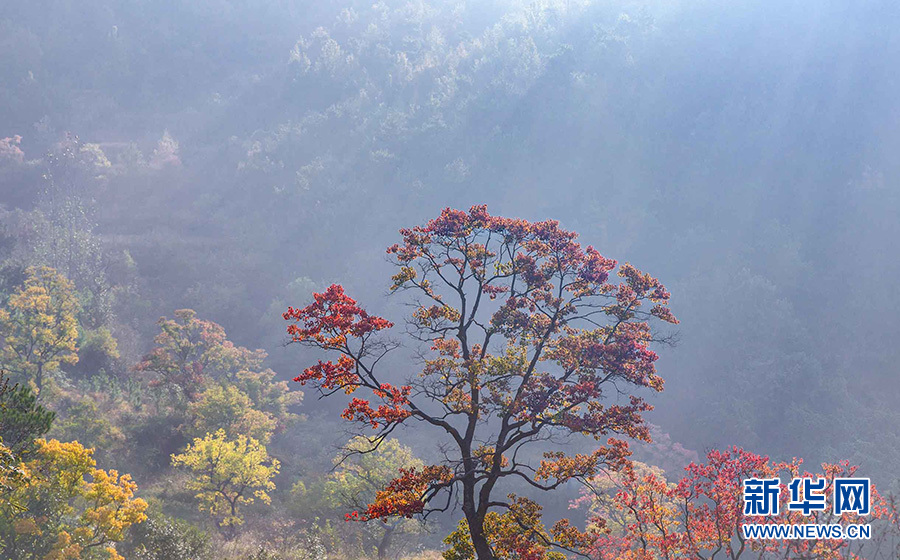 湖北大悟烏桕染紅 大別山五彩斑斕如天然畫卷