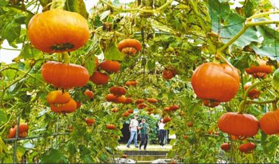 中國（廣西）—東盟蔬菜新品種博覽會在廣西南寧開幕