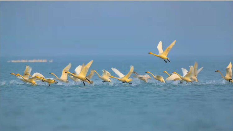 揚州高郵湖：生態好環境 越冬候鳥來