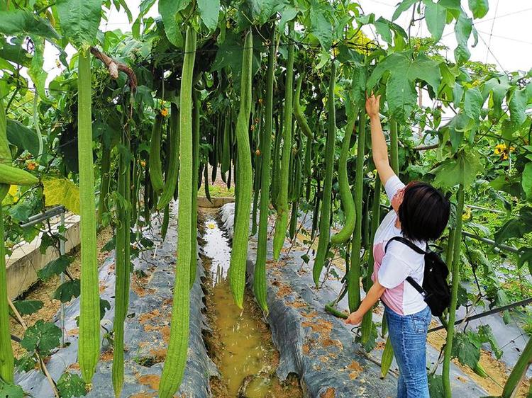 2020年中国（广西）—东盟蔬菜新品种博览会开幕 促进蔬菜新品种“引进来”“走出去”