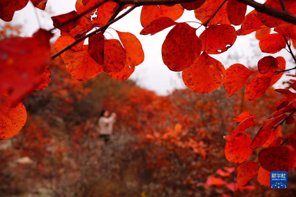 河北沙河：深秋紅葉染山林