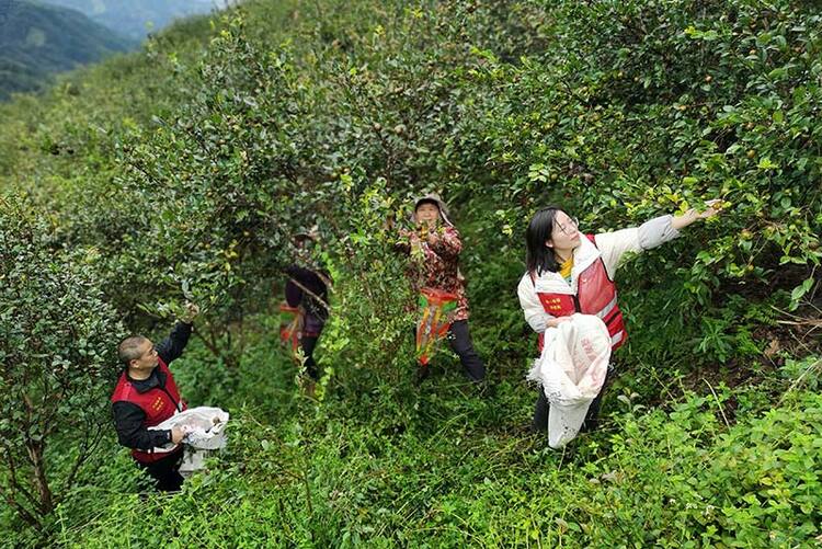 广西三江：千亩油茶迎丰收 助农致富有盼头