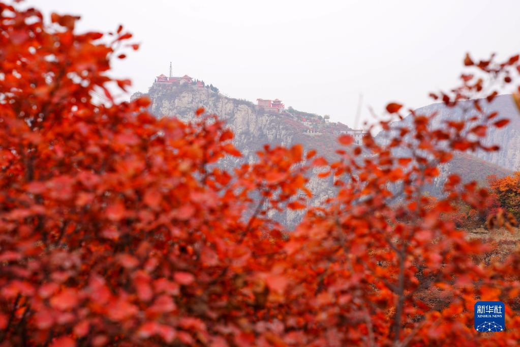 河北沙河：深秋紅葉染山林