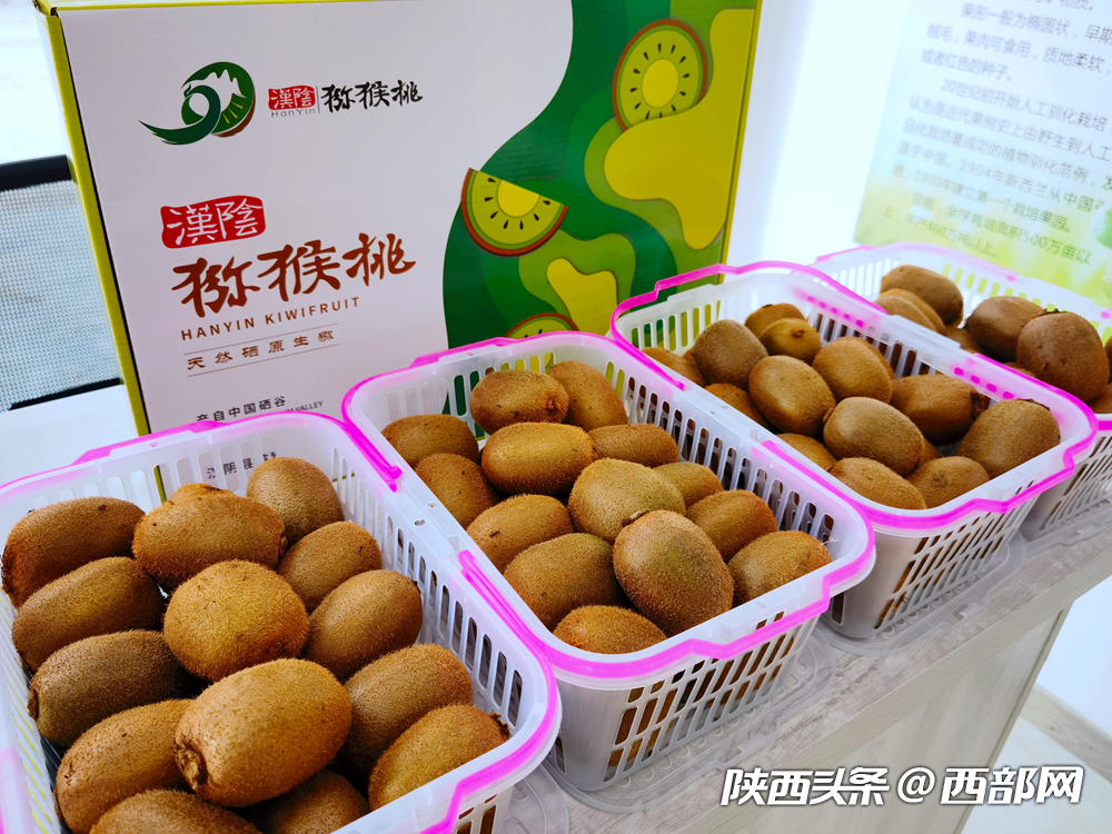 （转载）汉阴：富硒猕猴桃发展进入快车道 有望建成区域水果储藏加工集散交易中心