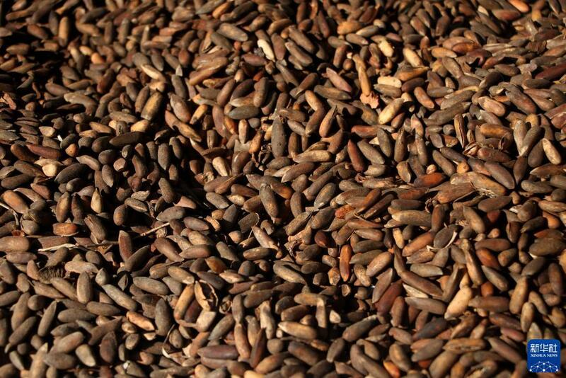 Girbin 'ya'yan itacen pine a kasar Afghanistan_fororder_1128063264_16368908237691n