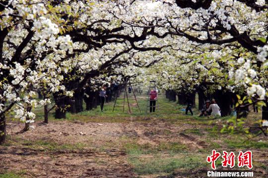 清明时节安徽砀山百万亩连片果园变“花海” 清明时节安徽砀山百万亩连片果园变“花海”