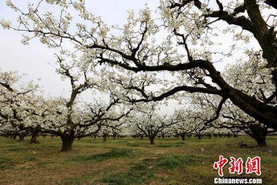 清明时节安徽砀山百万亩连片果园变“花海” 清明时节安徽砀山百万亩连片果园变“花海”