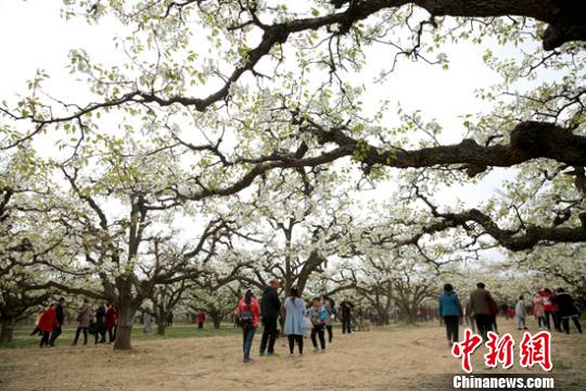 清明时节安徽砀山百万亩连片果园变“花海” 清明时节安徽砀山百万亩连片果园变“花海”