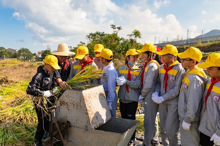 宁波市北仑区小学生参加劳动实践活动 收割自种水稻_fororder_小学生学习使用打稻机。董小飞摄