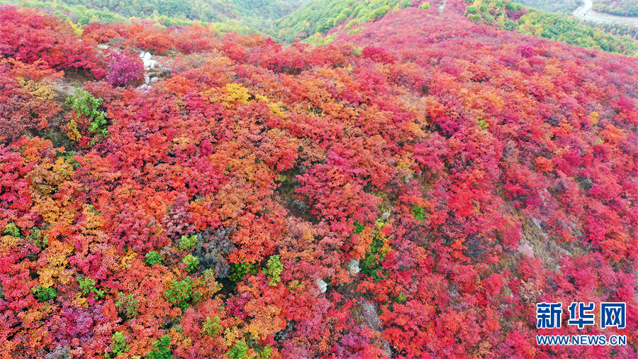 河南許昌：秋色絢爛紅葉谷