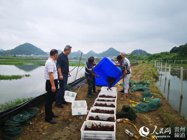 （市州）安順經開區：小龍蝦爬上市民餐桌