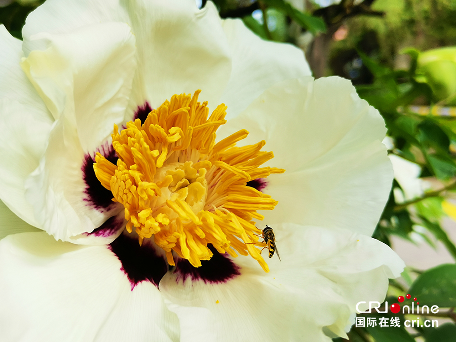 【A】【吉01】长春：牡丹园花开美如画