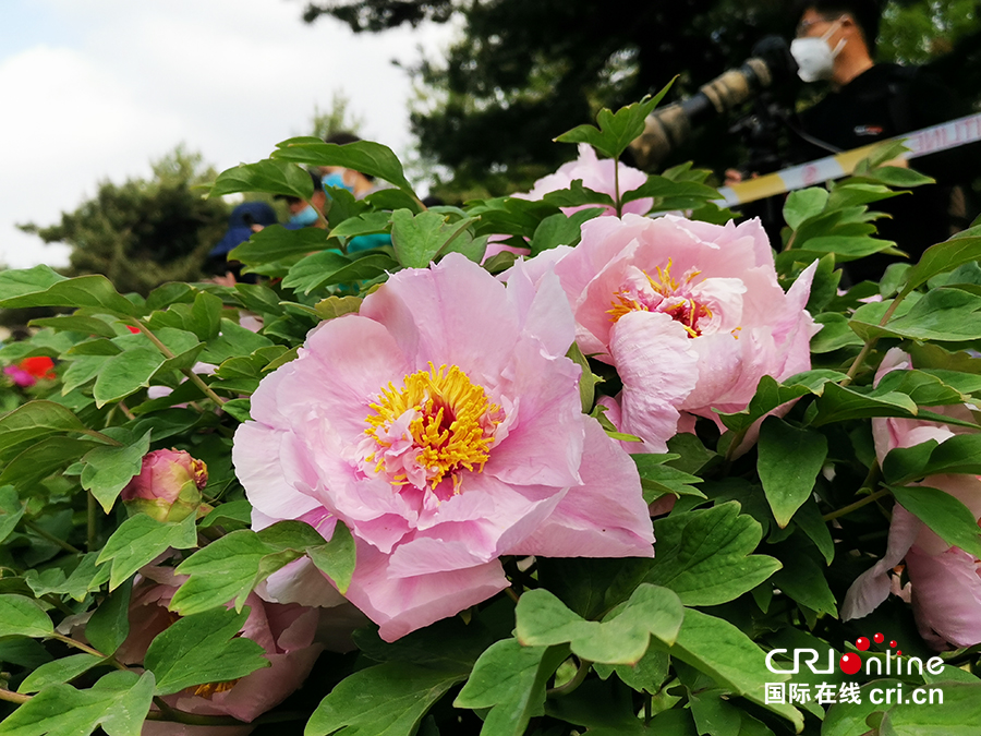 【A】【吉01】长春：牡丹园花开美如画