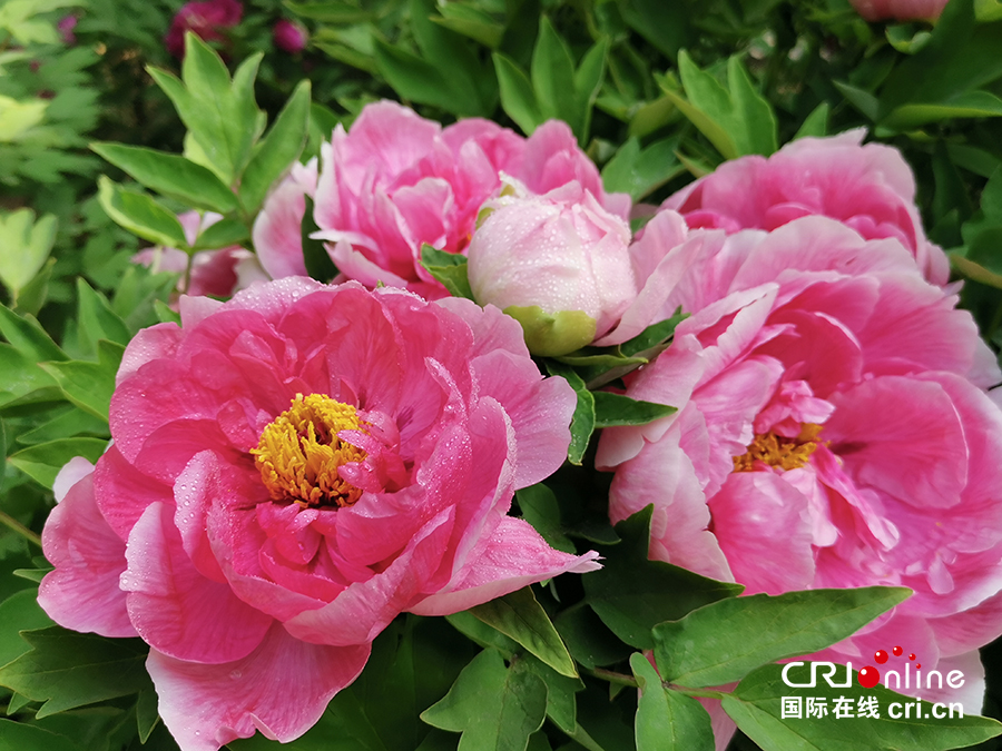 【A】【吉01】长春：牡丹园花开美如画