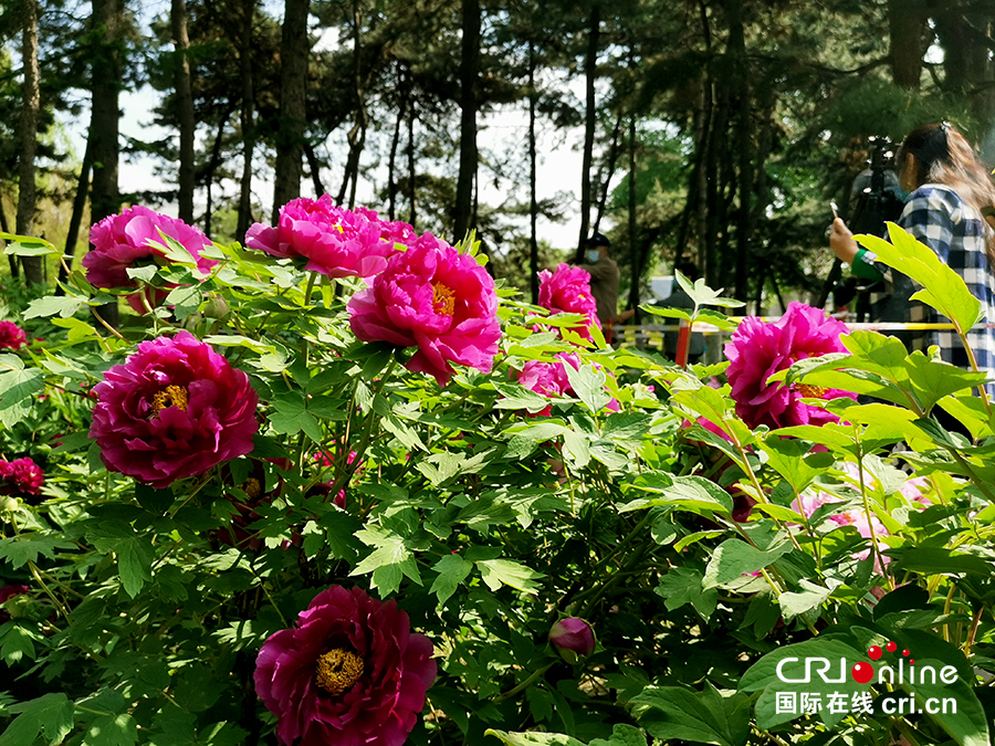 【A】【吉01】长春：牡丹园花开美如画