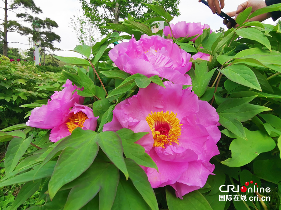 【A】【吉01】长春：牡丹园花开美如画