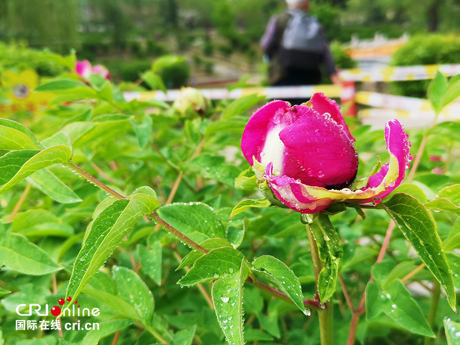 【A】【吉01】长春：牡丹园花开美如画