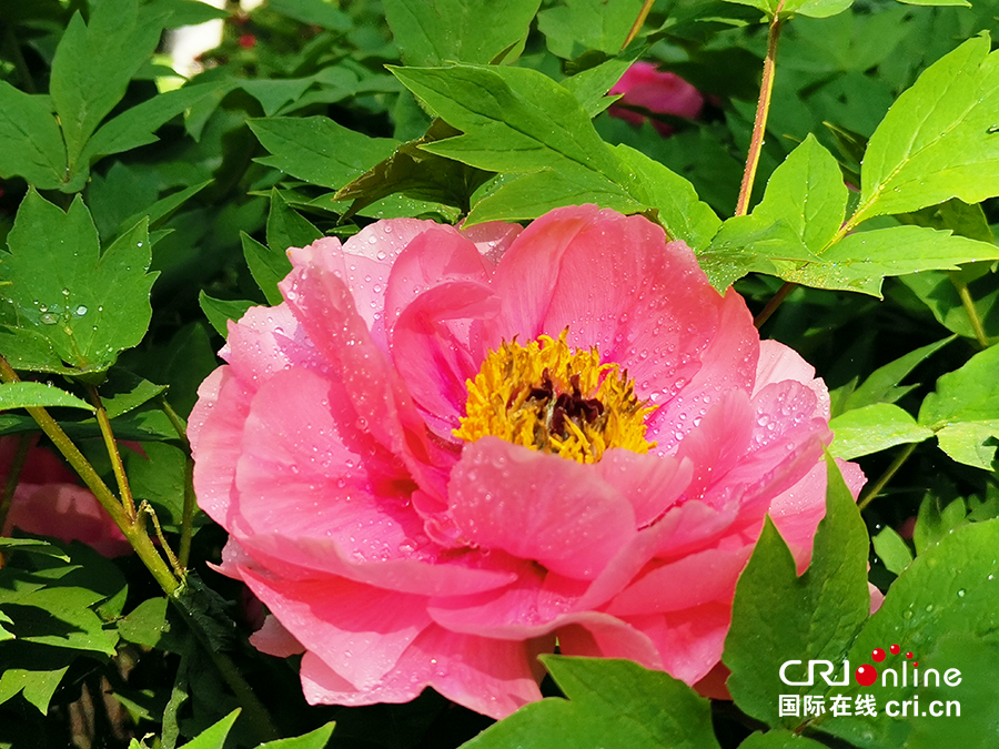 【A】【吉01】长春：牡丹园花开美如画