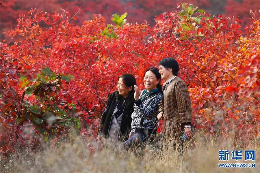 河南許昌：秋色絢爛紅葉谷