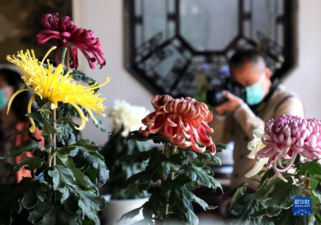 江苏苏州：狮子林赏菊