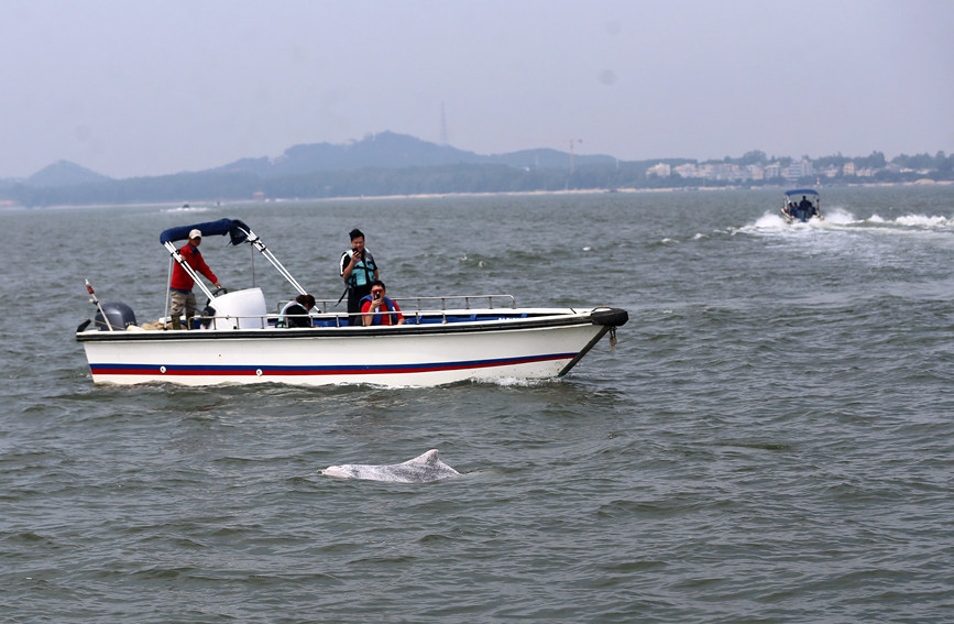 广西钦州：中华白海豚家族“新丁”亮相