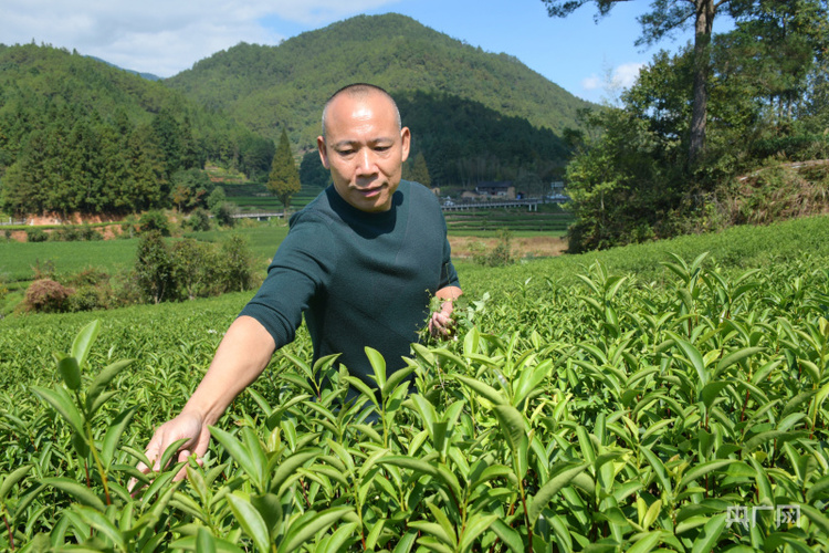 每亩茶叶的碳汇量（每亩茶叶每年收入是多少?） 每亩茶叶的碳汇量（每亩茶叶每年收入是多少?）《每亩茶叶能产多少斤?》 茶叶资讯