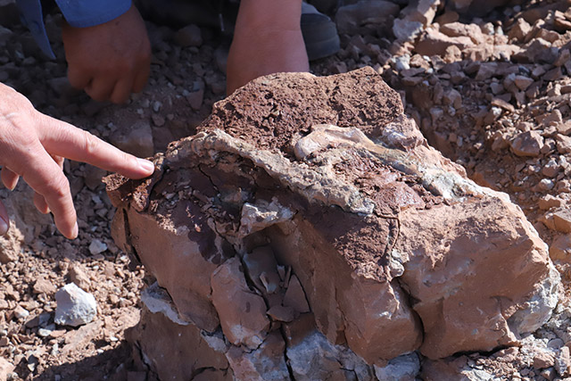 （亮丽内蒙古）内蒙古发现较为完整恐龙幼体化石