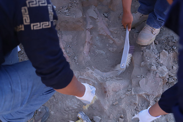 （亮丽内蒙古）内蒙古发现较为完整恐龙幼体化石