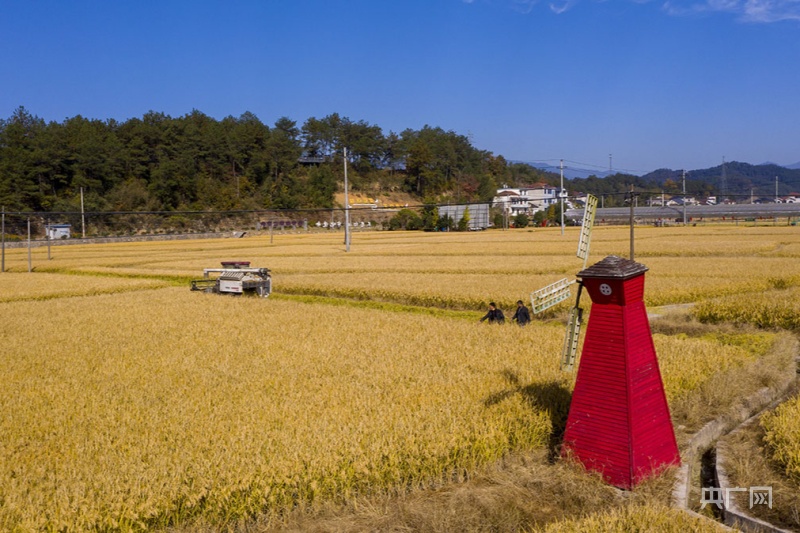 光明农场700余亩稻田喜获丰收(央广网发 临安区宣传部供图)