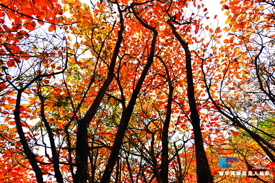 【城市遠洋帶圖】重慶：秋雨過後紅葉美 絢麗秋景惹人醉