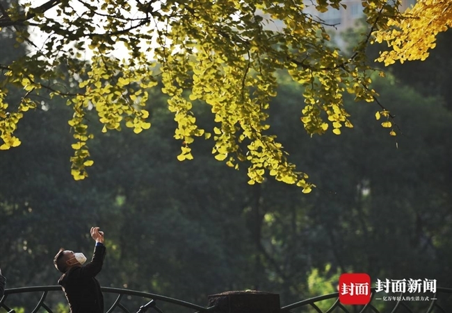 （中首）阳光下的银杏树一片金黄 成都锦里中路成了“网红”拍摄基地