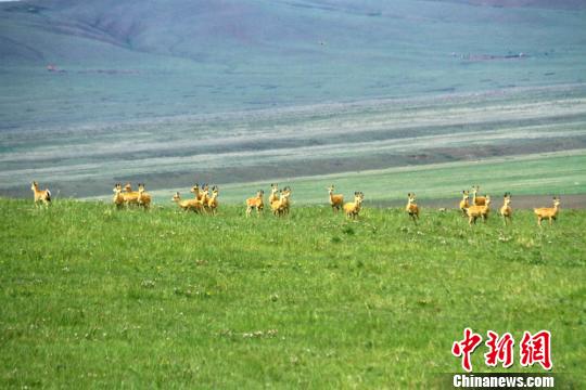 图片默认标题_fororder_20190625Gansu5