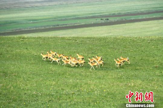 图片默认标题_fororder_20190625Gansu2