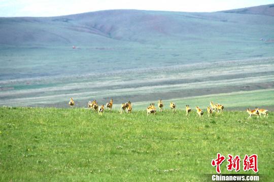 图片默认标题_fororder_20190625Gansu6