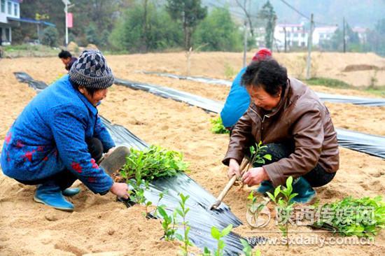 【三秦大地 汉中】汉中产业扶贫秋季攻势在南郑区首先开战