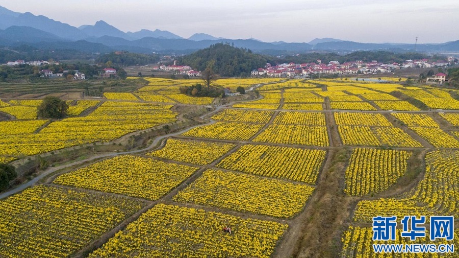 采菊庐山下 欣然见丰收