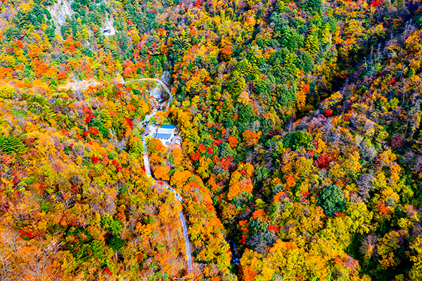 （最高 附链接）广元青川县唐家河红叶进入最佳观赏季_fororder_2-醉美摩天岭，摄影：杨安文，