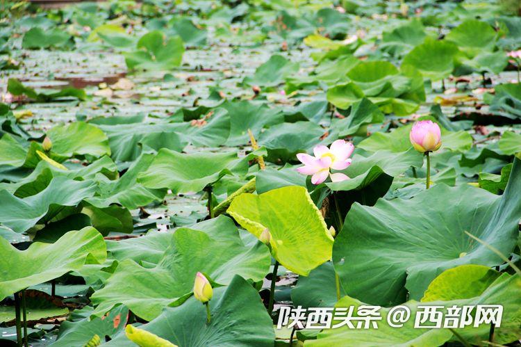 桃花潭水深千尺 映日荷花别样红