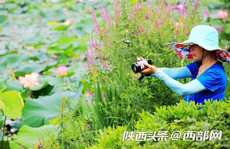 桃花潭水深千尺 映日荷花别样红