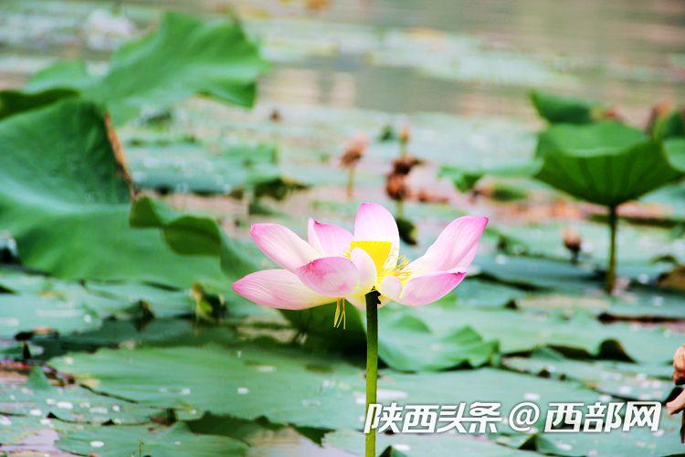 桃花潭水深千尺 映日荷花别样红