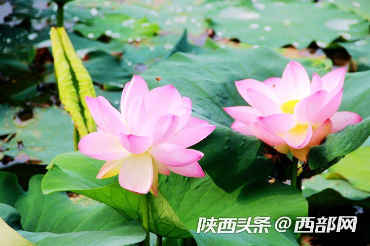 桃花潭水深千尺 映日荷花别样红