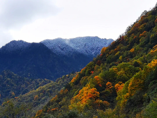 （最高 附链接）广元青川县唐家河红叶进入最佳观赏季_fororder_冰与火之歌-(1)