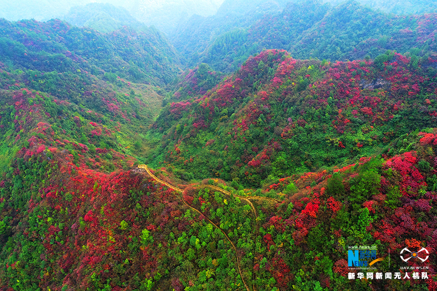 重庆：秋雨过后红叶美 绚丽秋景惹人醉